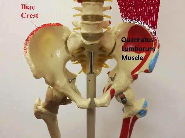 Hip pain iliac crest pain and the quadratus lumborum