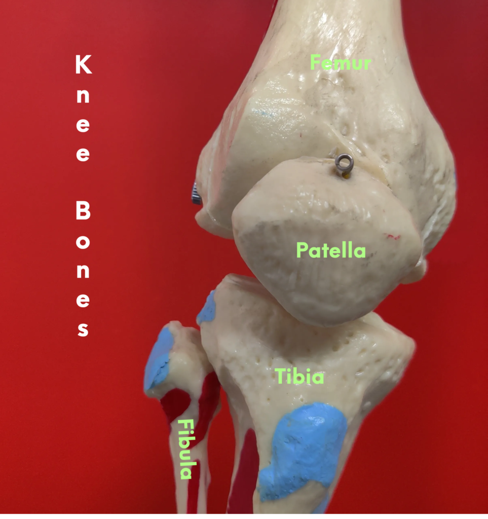 Knee pain anatomy tibia patella femur fibula knee bones