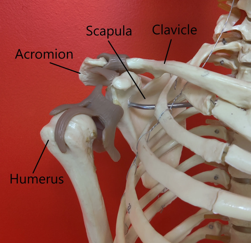 Shoulder arm hand pain: Shoulder anatomy