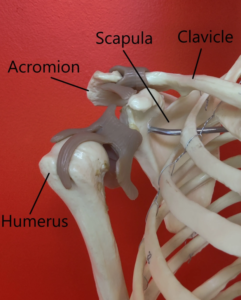 Shoulder Pain Anatomy