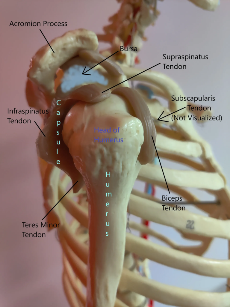 Shoulder arm hand pain: shoulder anatomy and causes