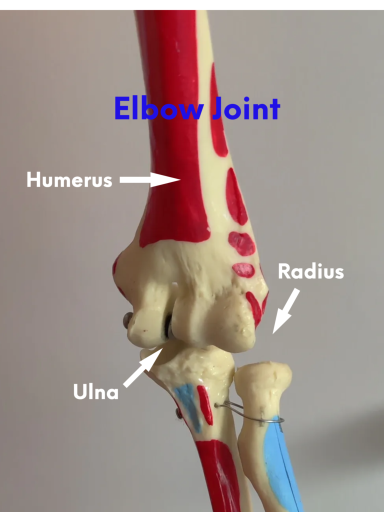 Shoulder arm hand pain: elbow anatomy